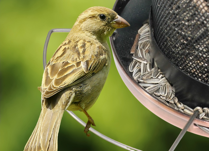 Voedersilo - Vogelvoederstation - Tuinvogels - Toren - 31 x 20 x 20 cm